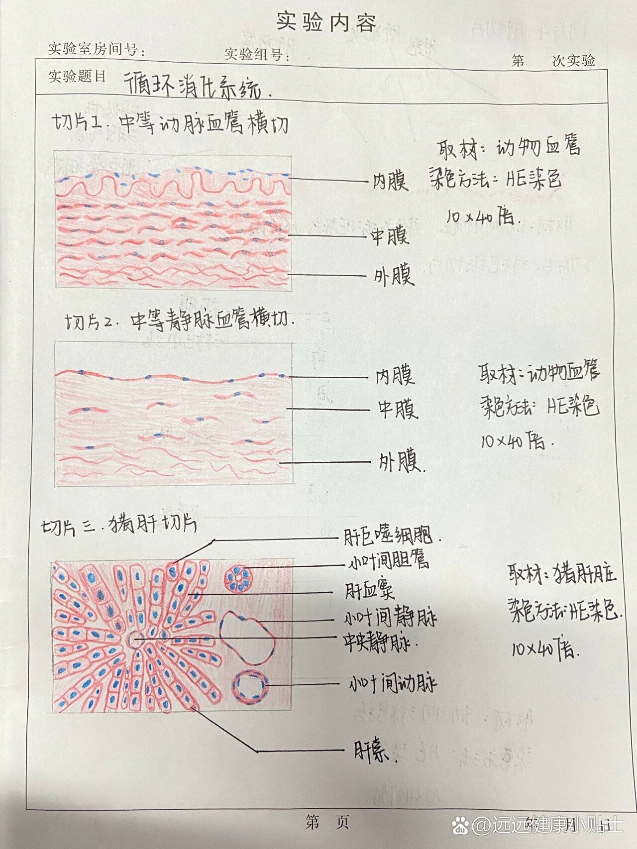 平滑肌纵切图图片