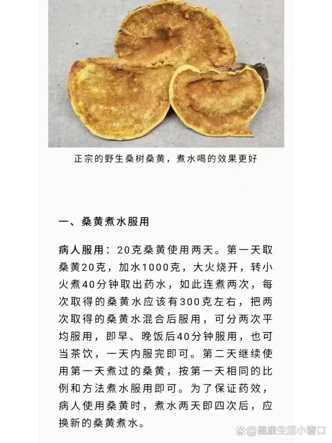 野生桑黄食用方法