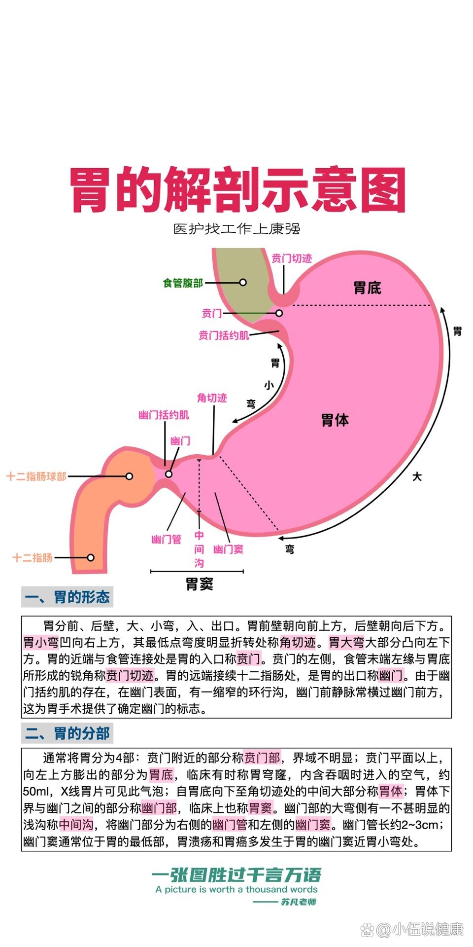 胃的解剖示意图