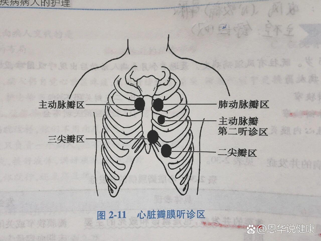 心脏瓣膜听诊区