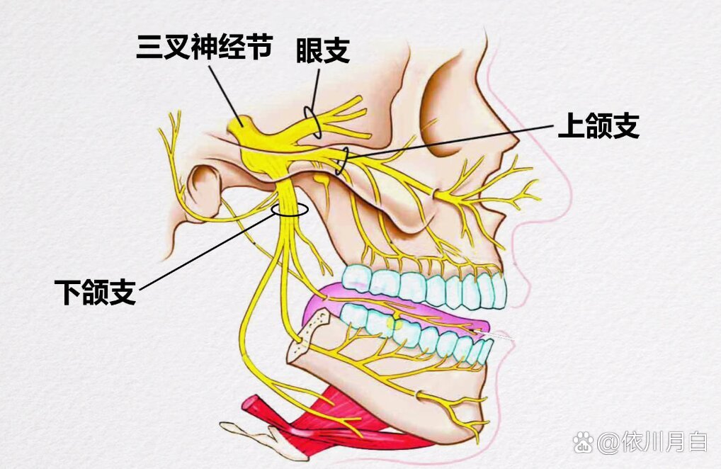 三叉神经痛有什么症状?