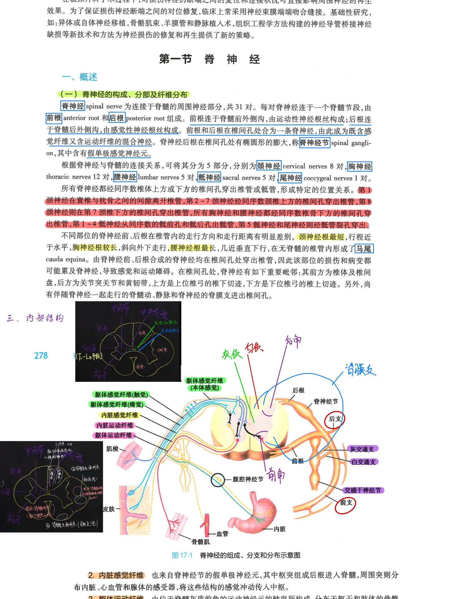 br周围神经系统31对脊神经br颈丛br组成c1