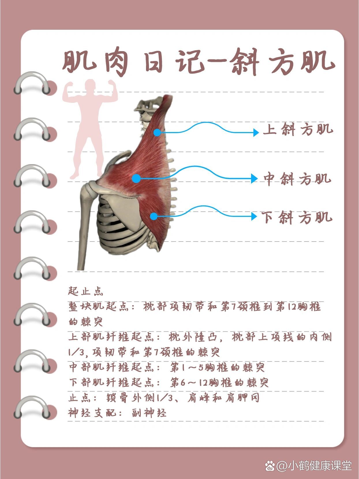 棘间韧带作用图片