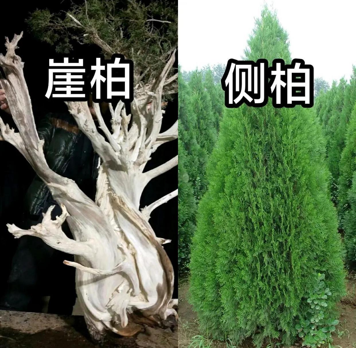 侧柏和崖柏的区别，你知道吗？