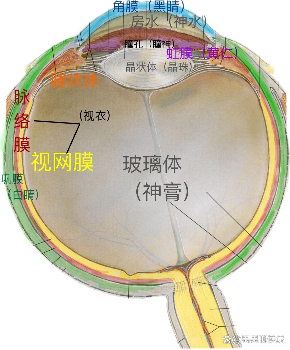 一张图记住眼球解剖结构和中医称呼