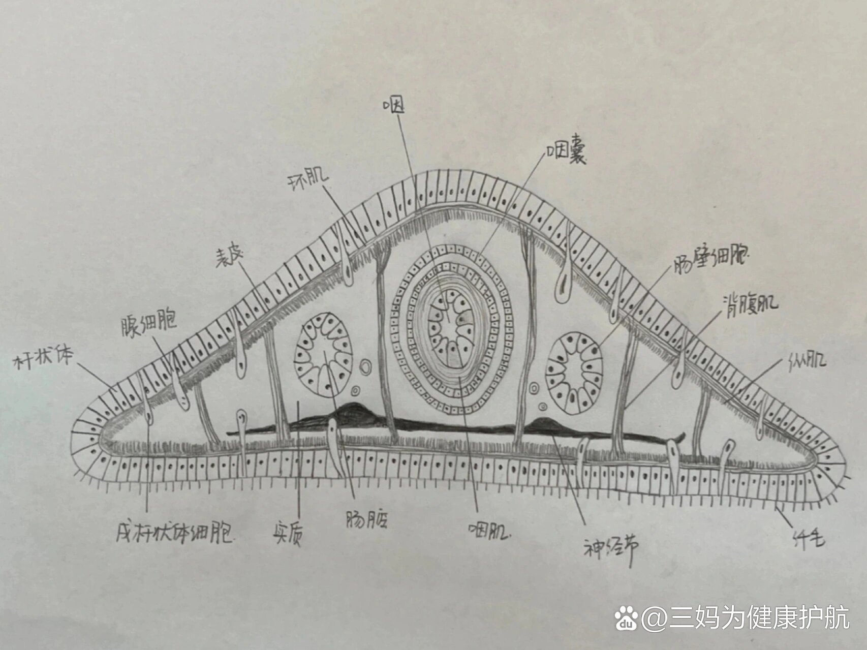 横断面图怎么画手绘图片