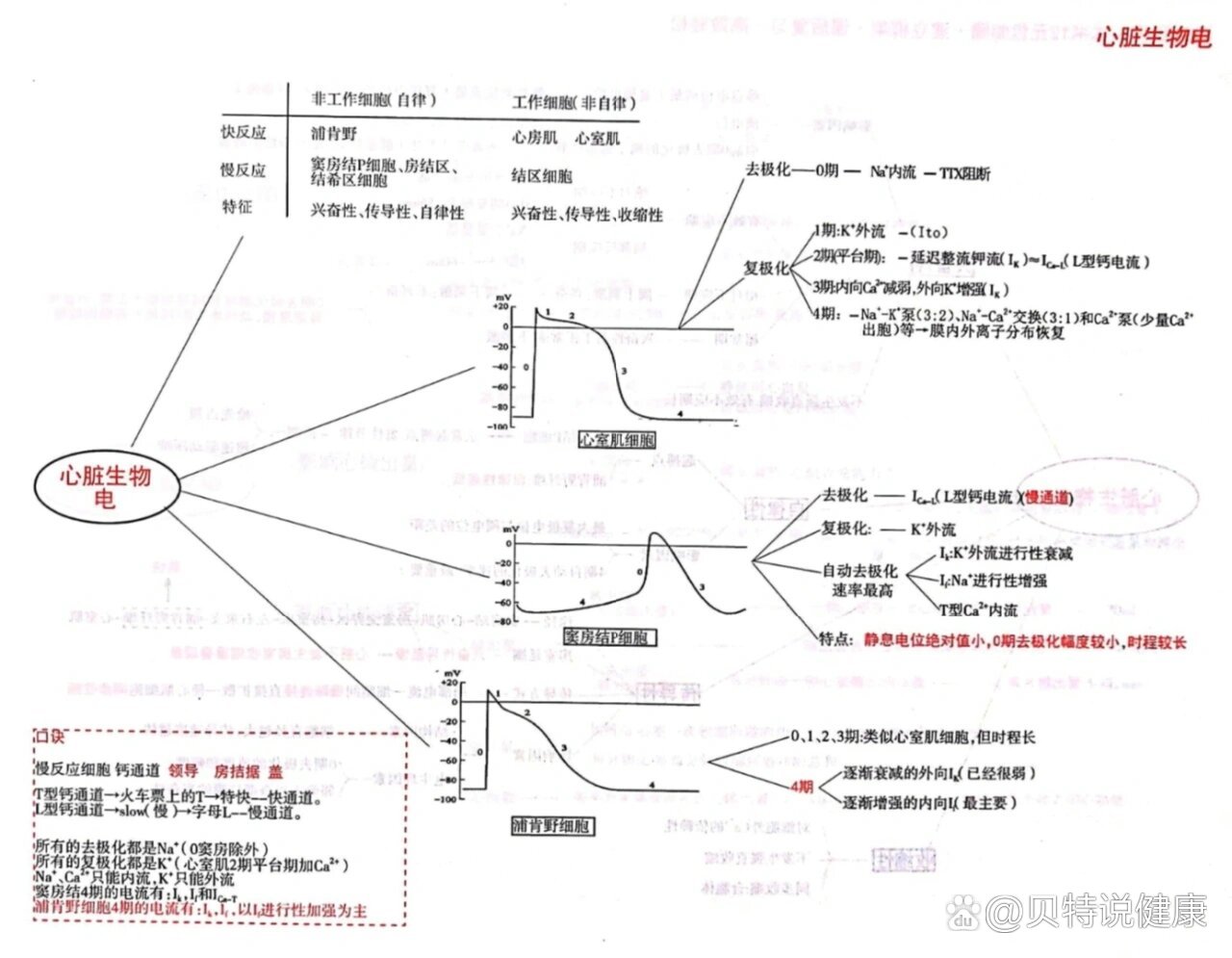 八大循环系统思维导图图片