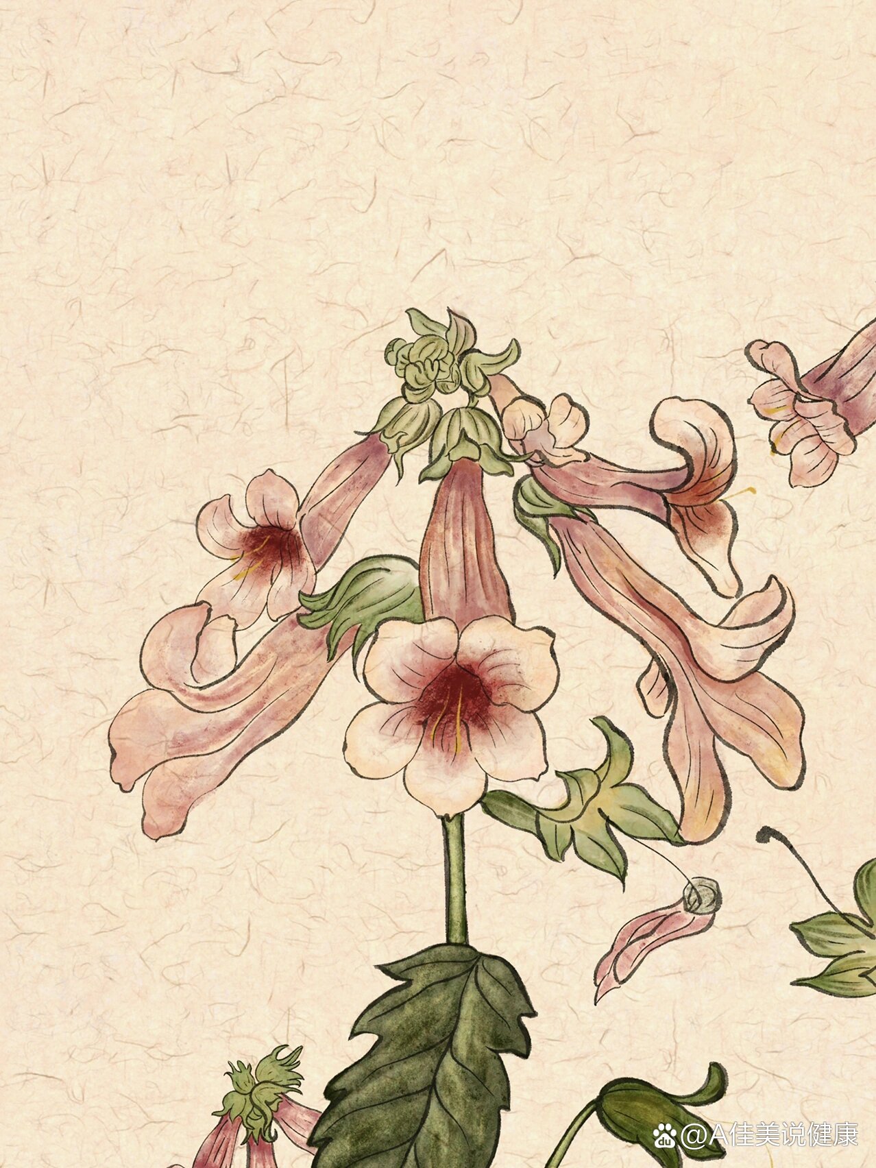 手绘植物图鉴|地黄