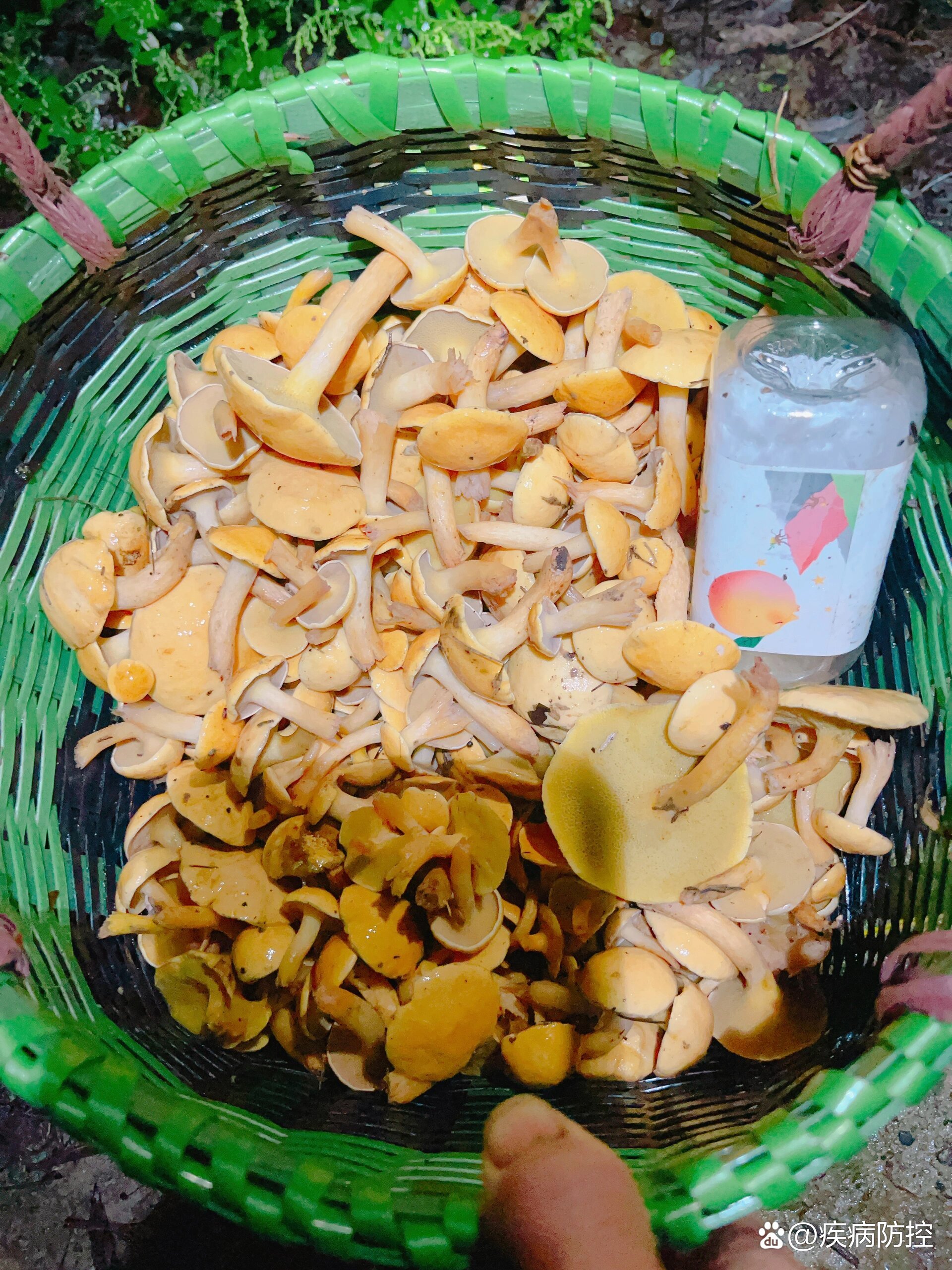 重庆沙坪坝中梁山夜采爆多滑滑菇96