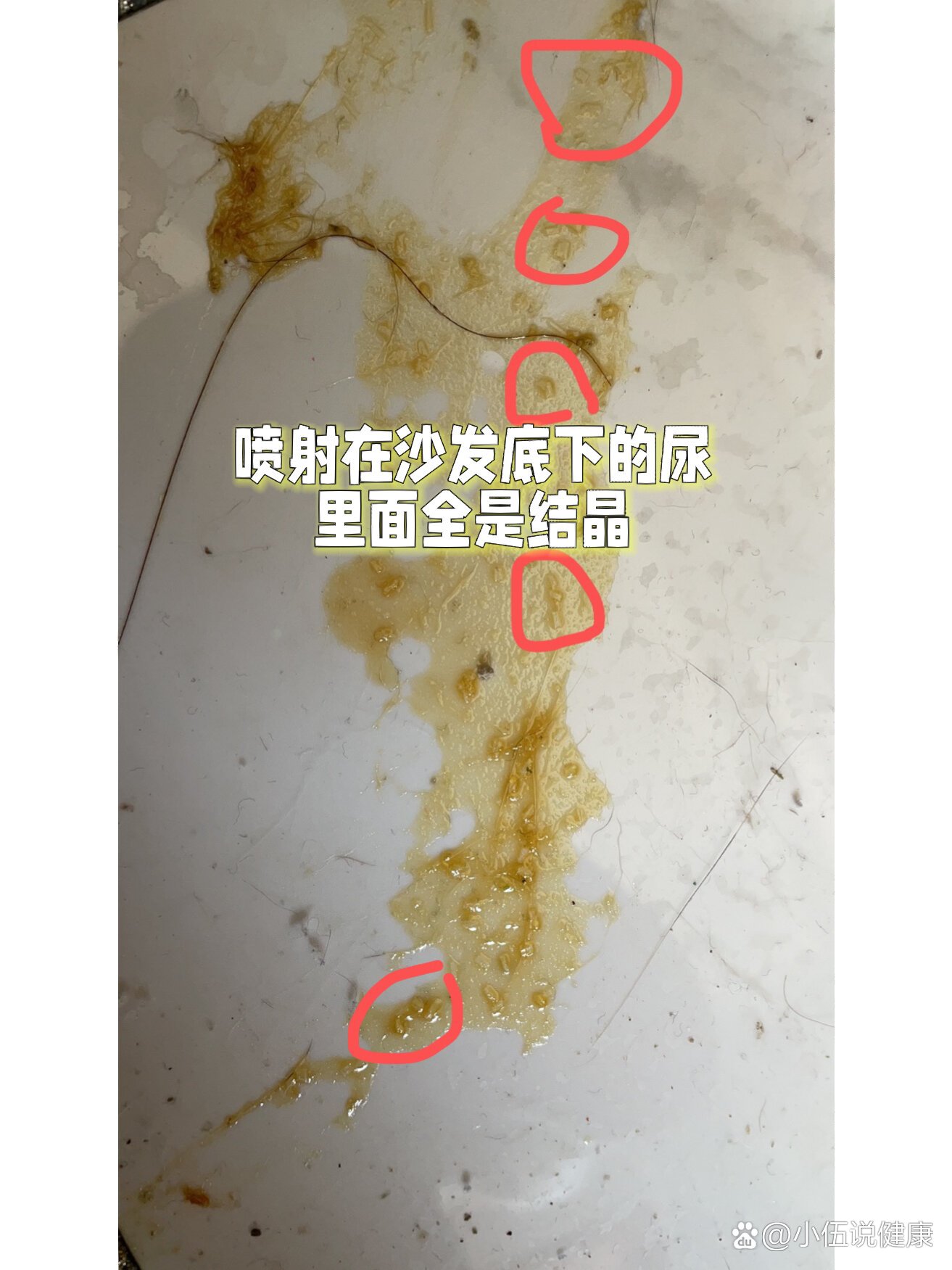 小猫尿闭血尿结石结晶,我这样治好像好了