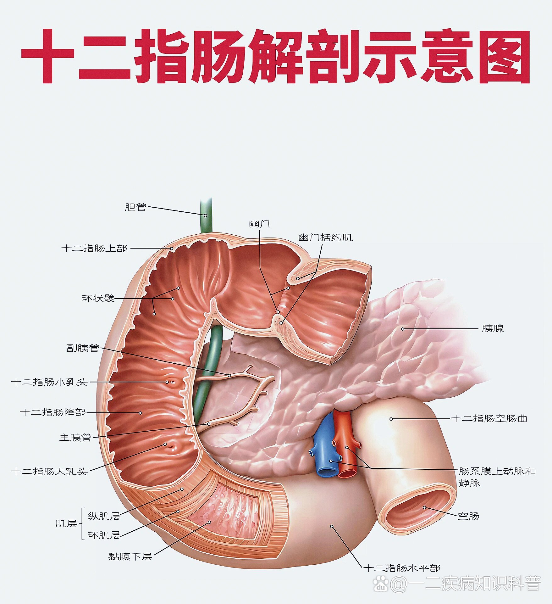 十二指肠