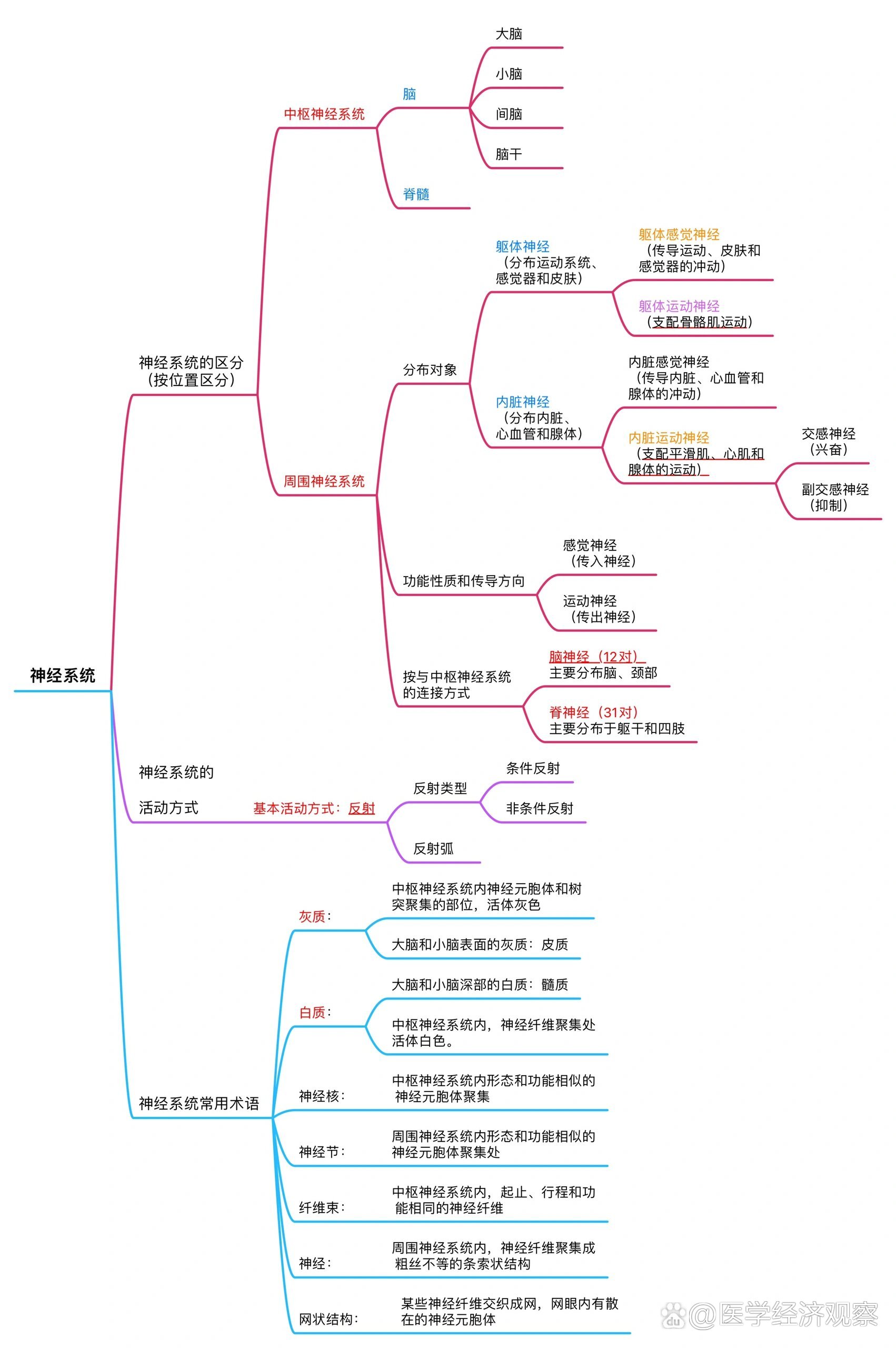 神经系统思维导图初中图片