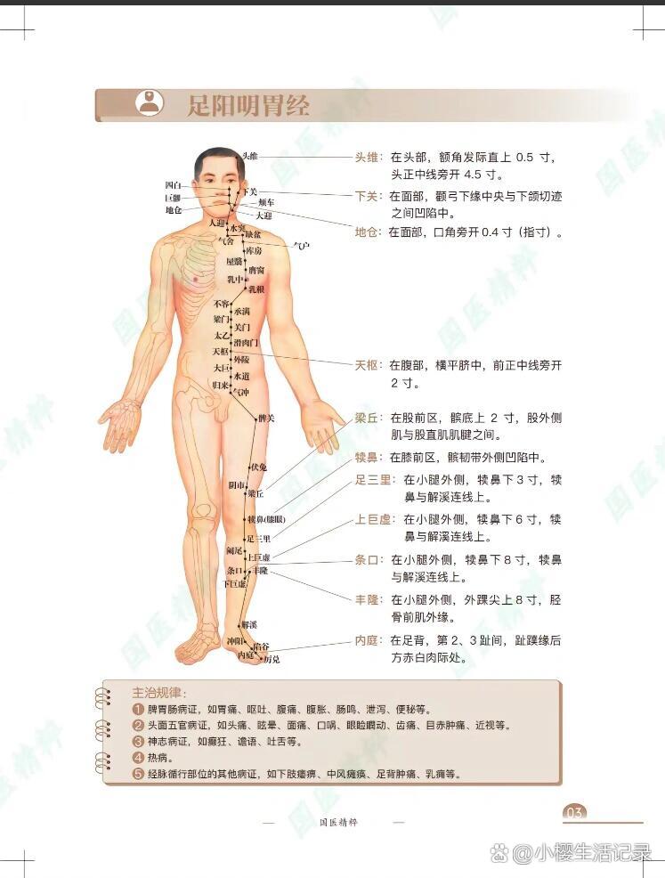 足阳明胃经络脉循行图图片