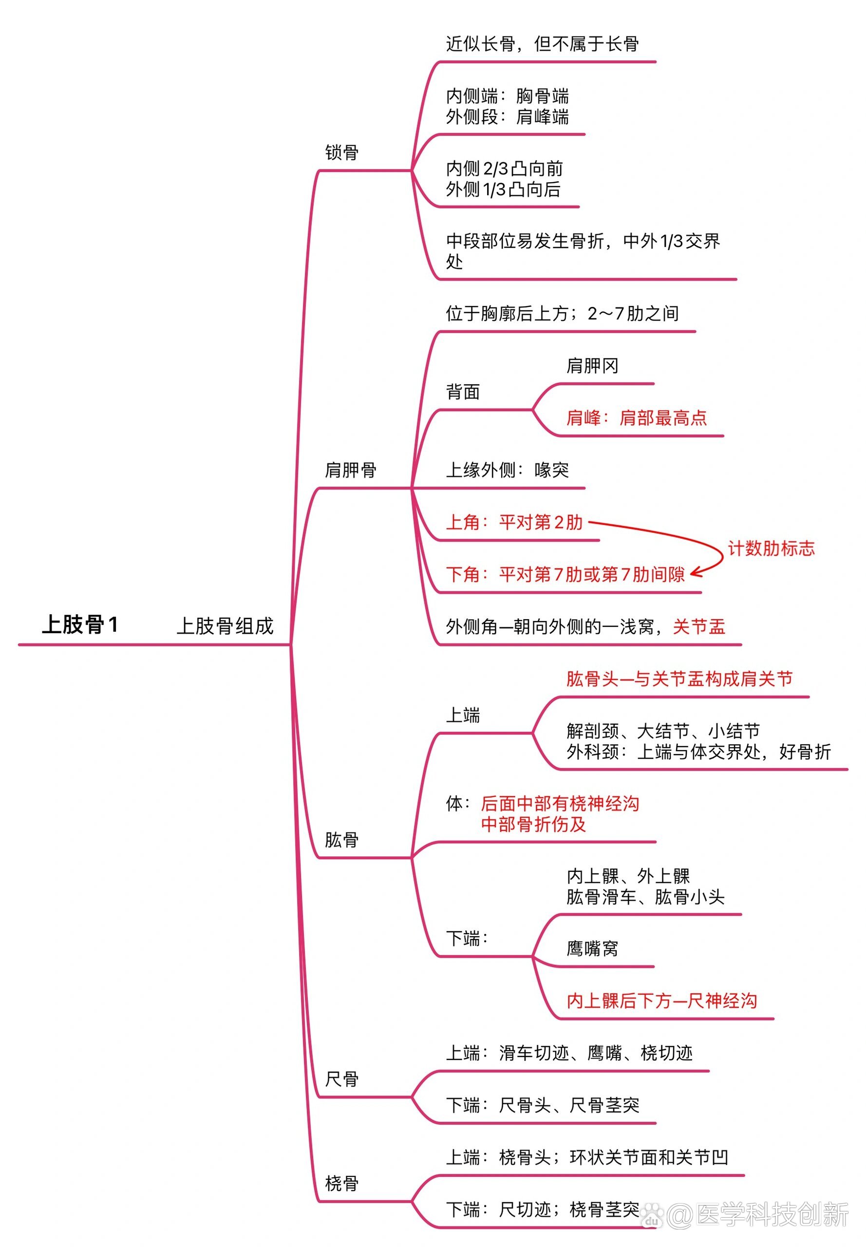 运动系统结构图简笔画图片