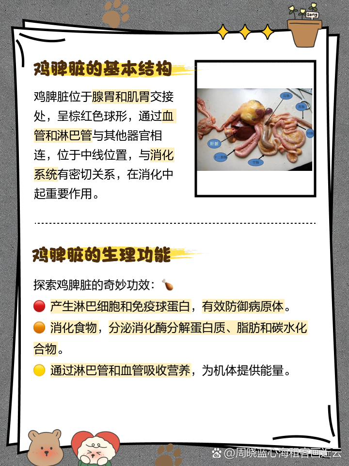 鸡脾脏