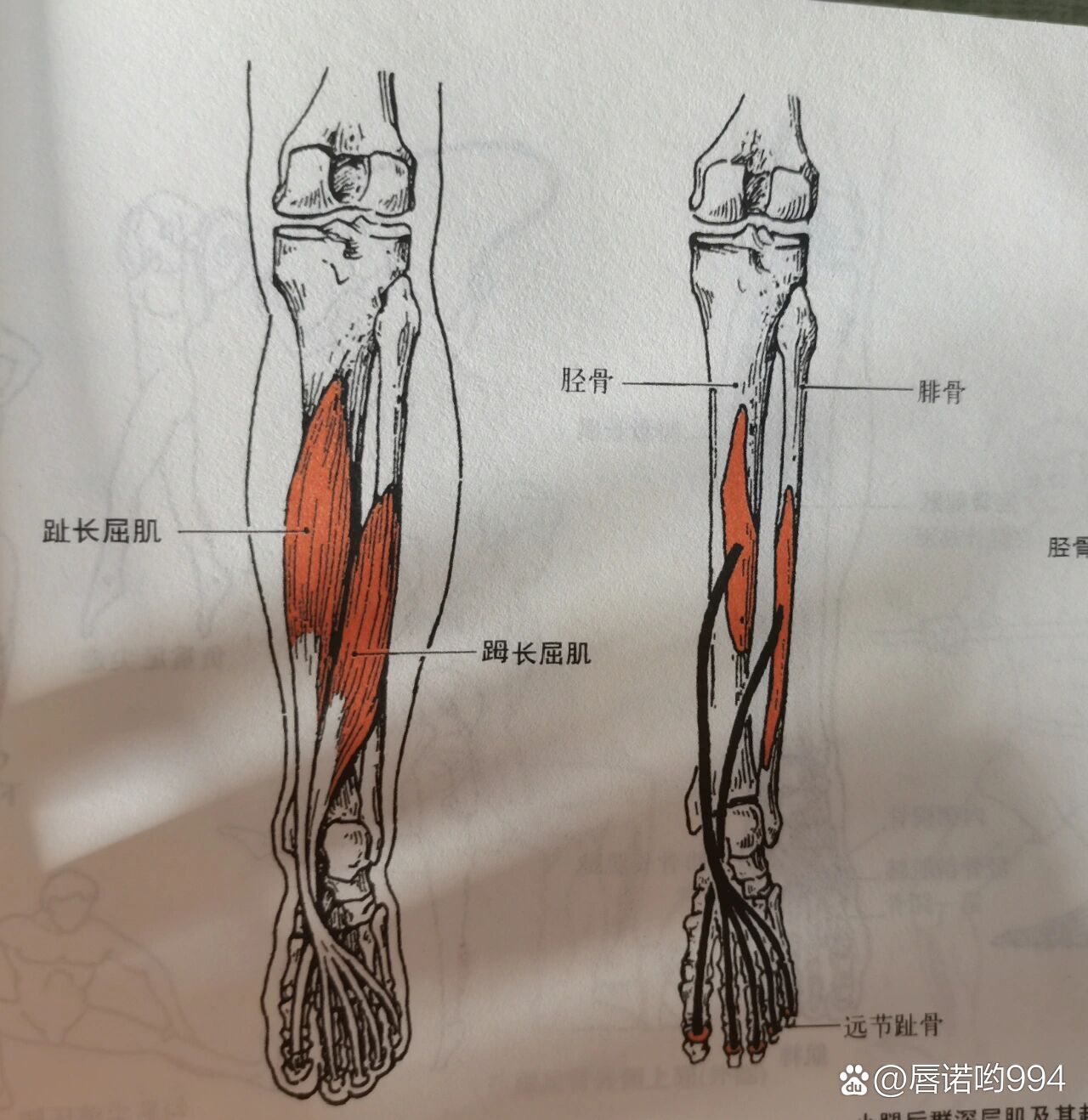 趾长屈肌腱在哪里图片