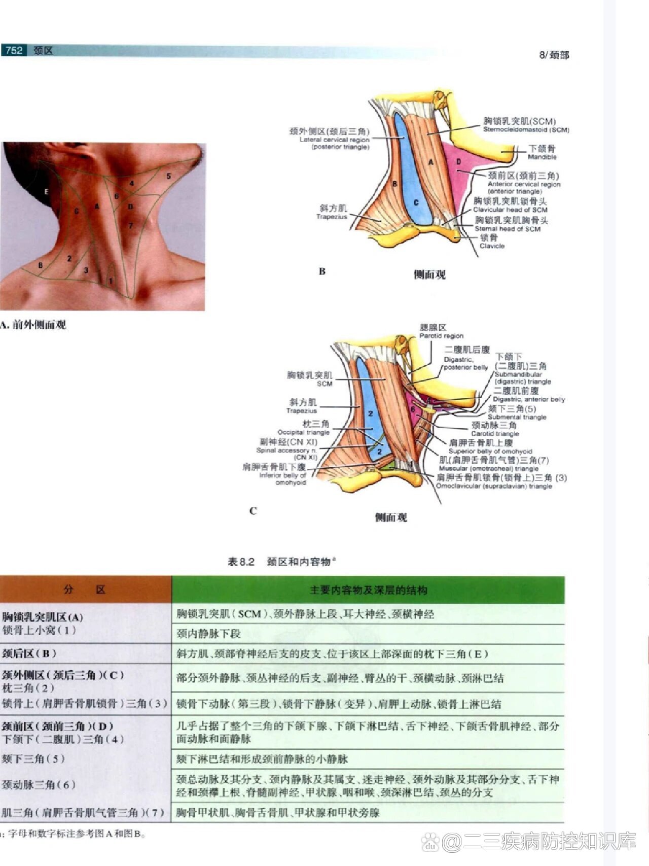 颈部分区