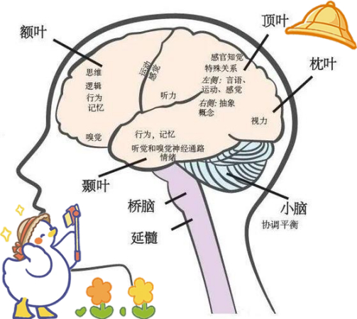 🧠前额叶：情绪与智力的关键区