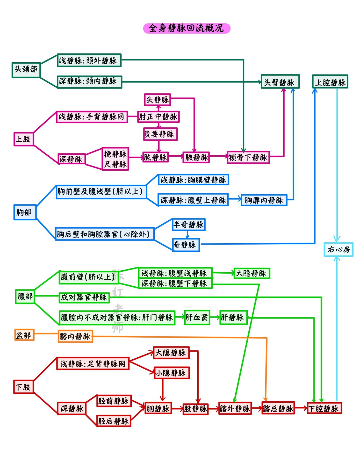 人体血管分布图解图片