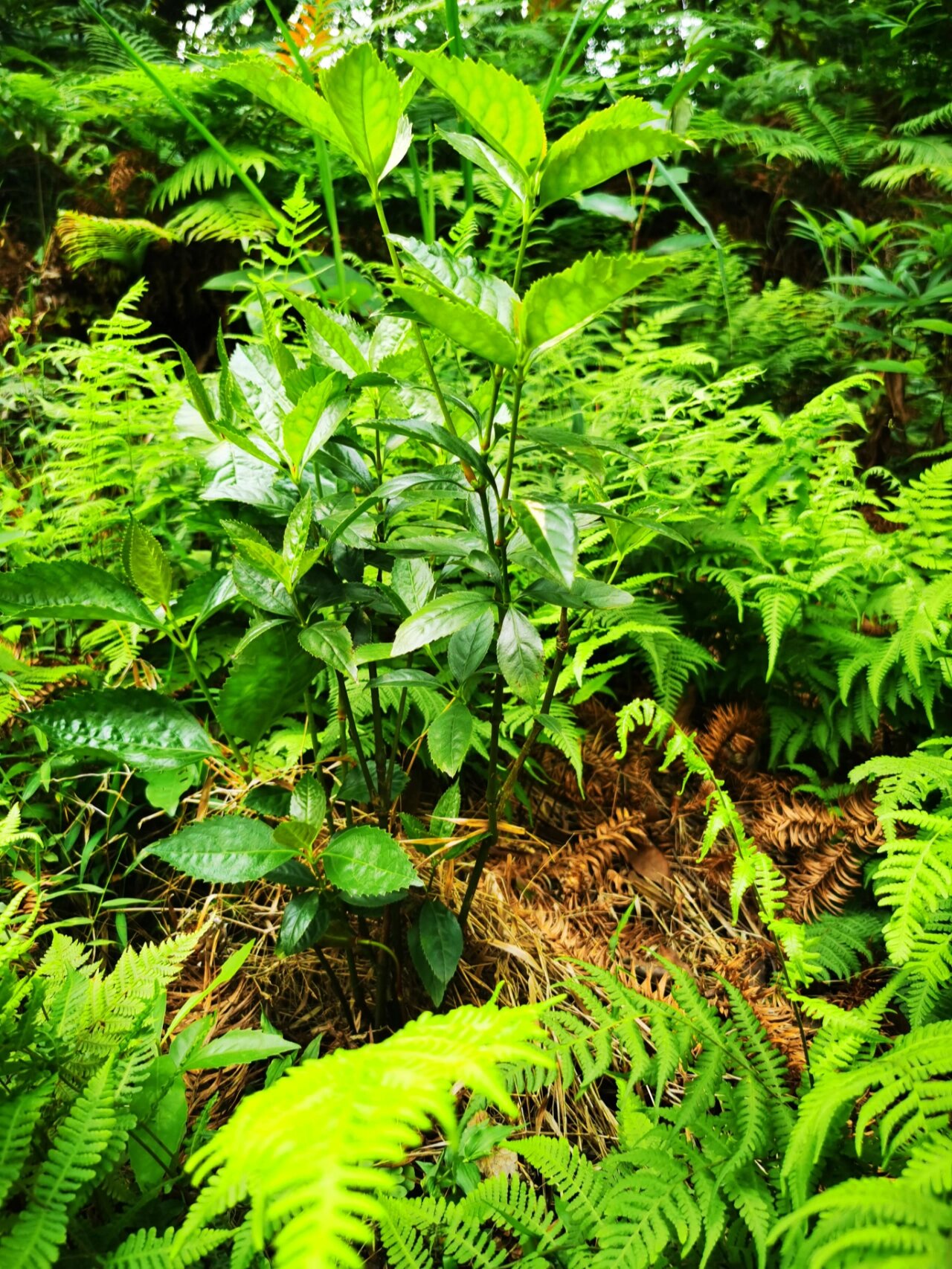 肿节风(俗称草珊瑚)