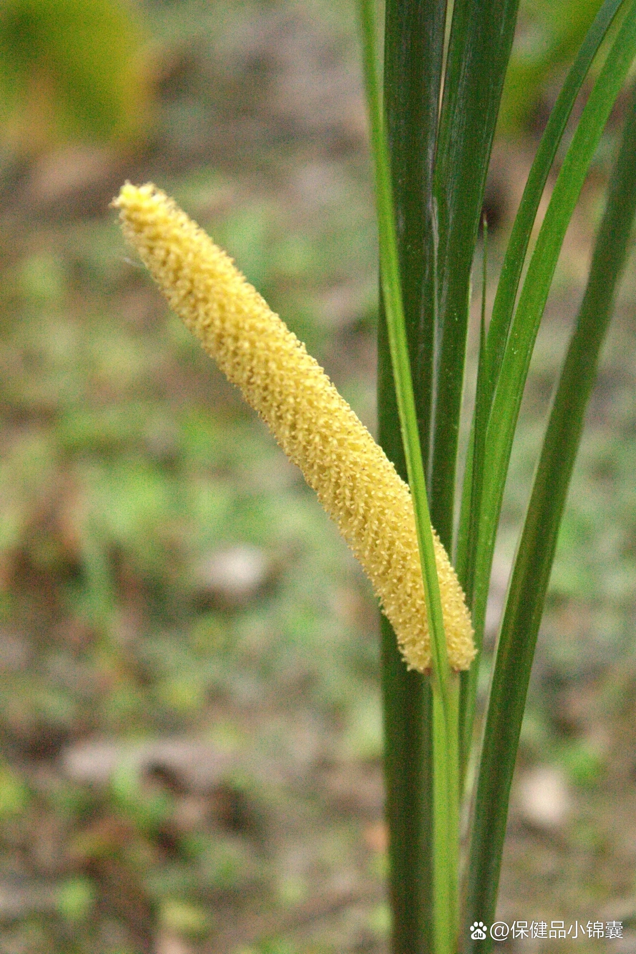 石菖蒲草图片大全图片