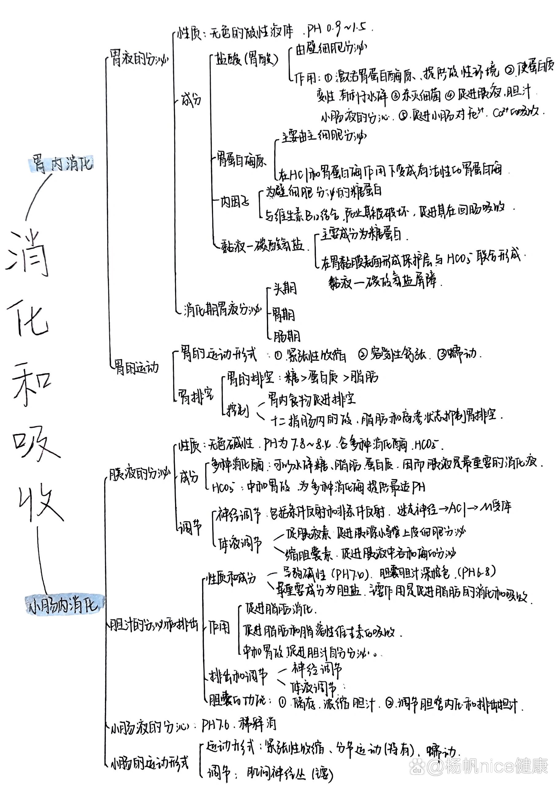 消化和吸收的知识导图图片