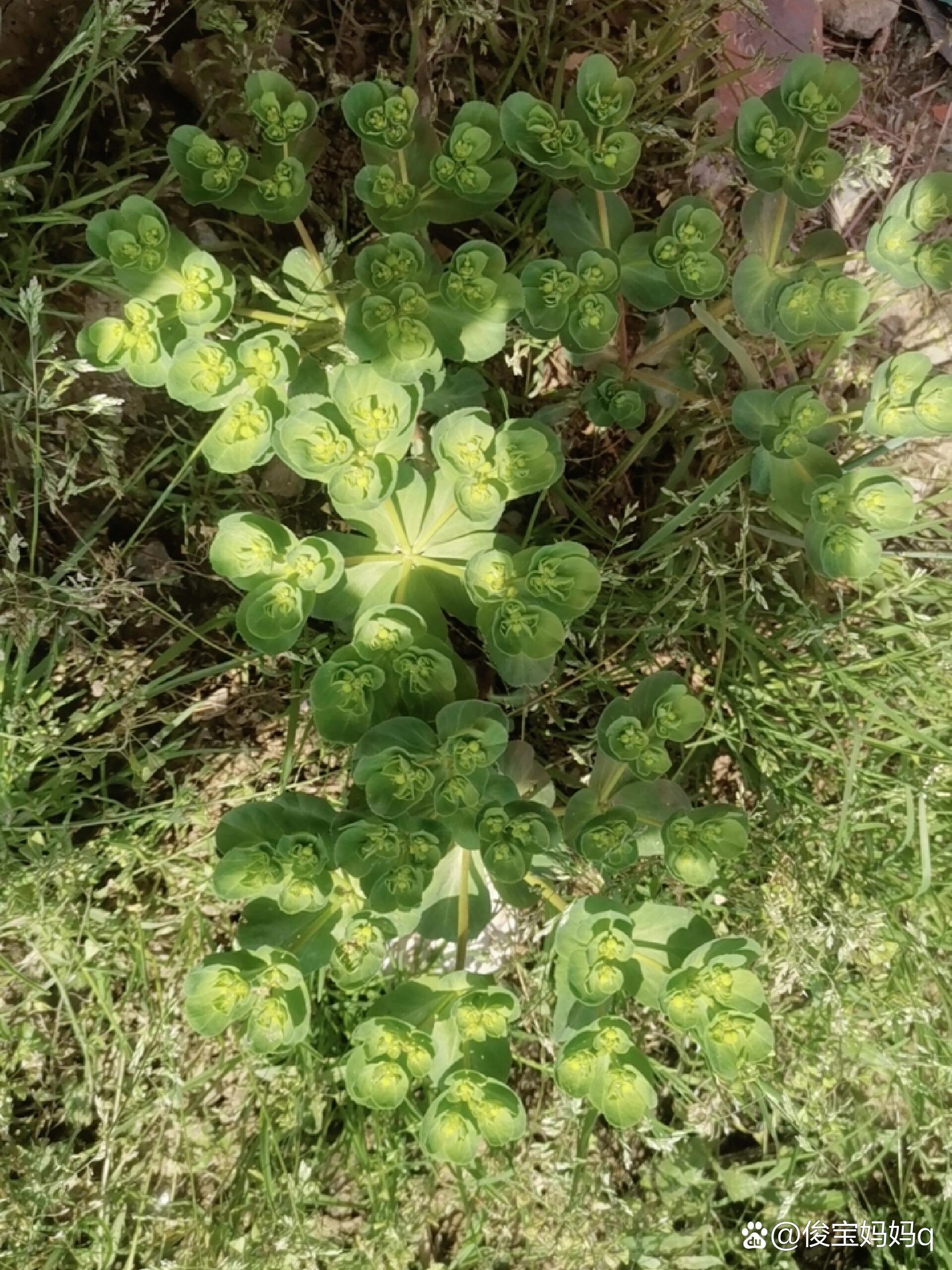 普通的小野草