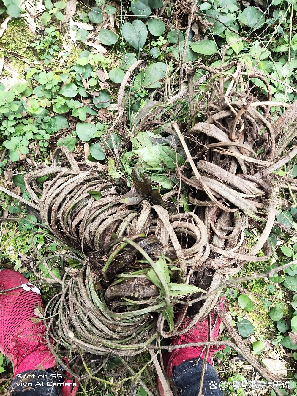 金丝吊葫芦图片 全网资源