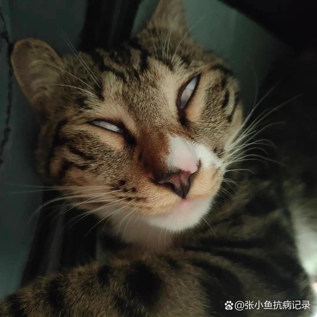 关于翻白眼平替