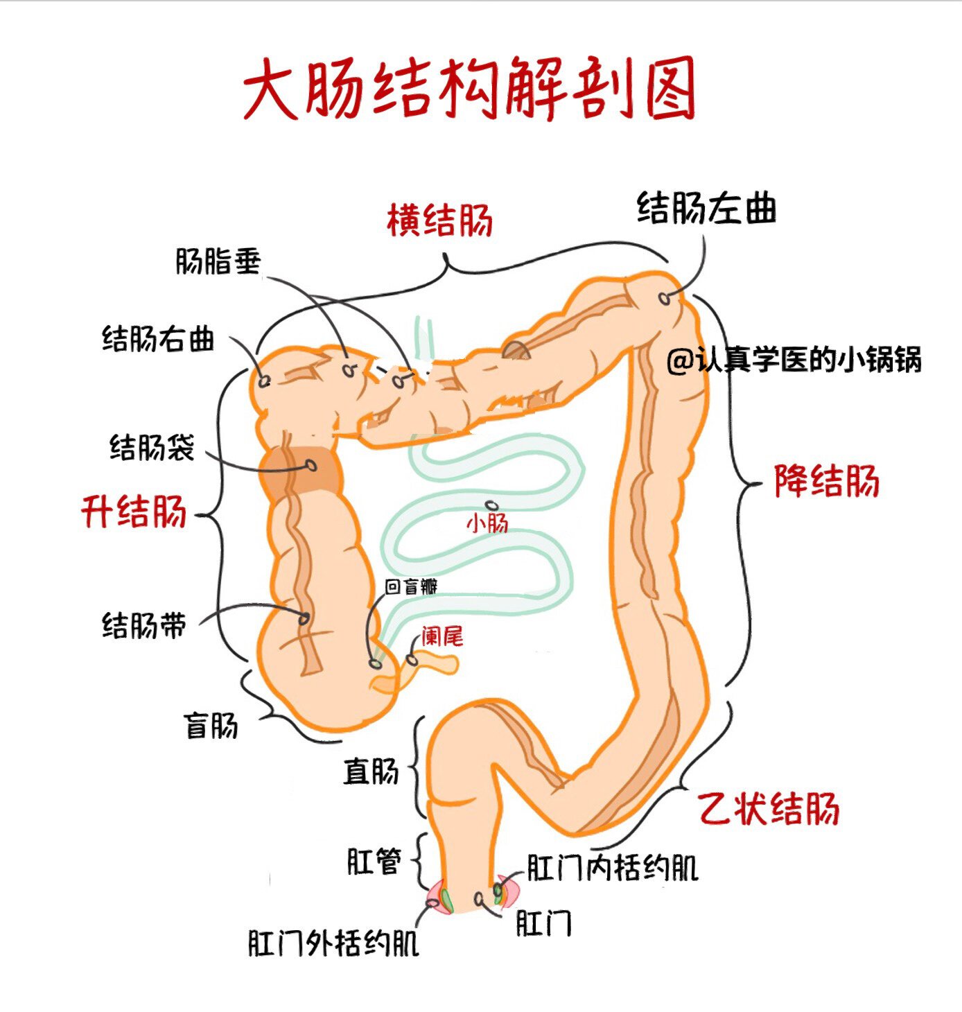 肠镜结构图图片