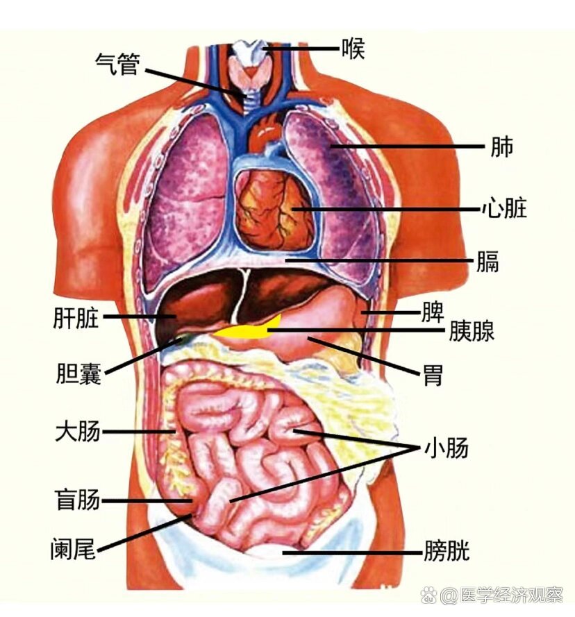 人体的五脏六腑分布图