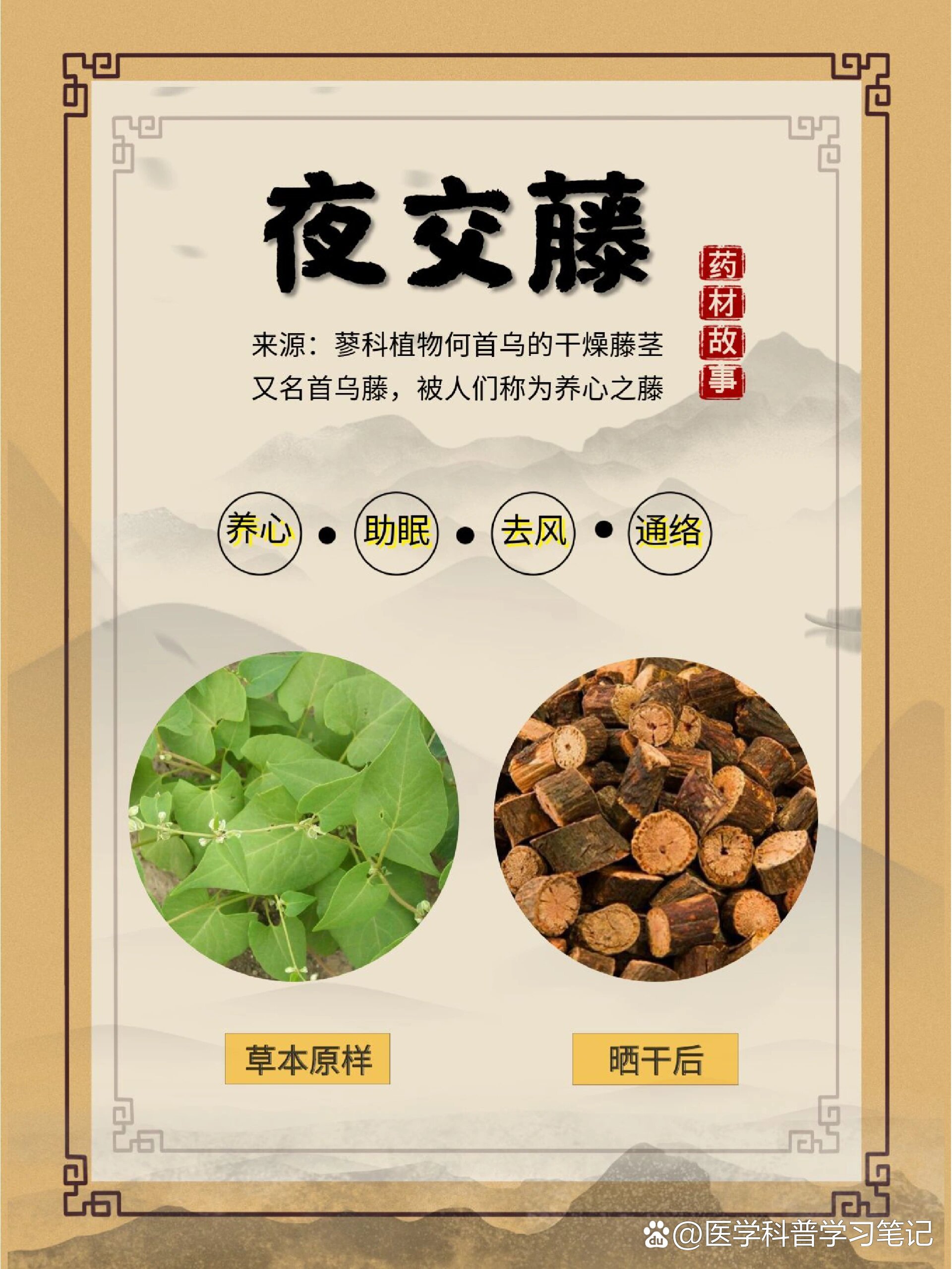 每天认识一味药材《夜交藤》-助眠小帮手