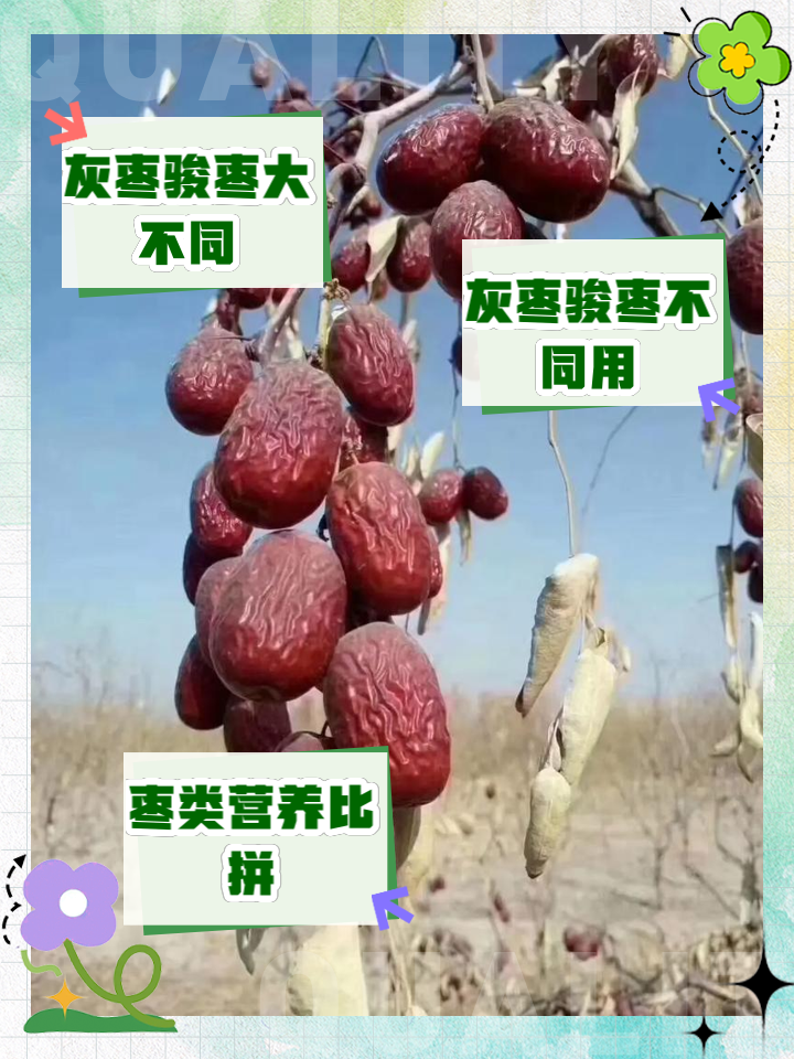 灰枣和骏枣的区别和功效