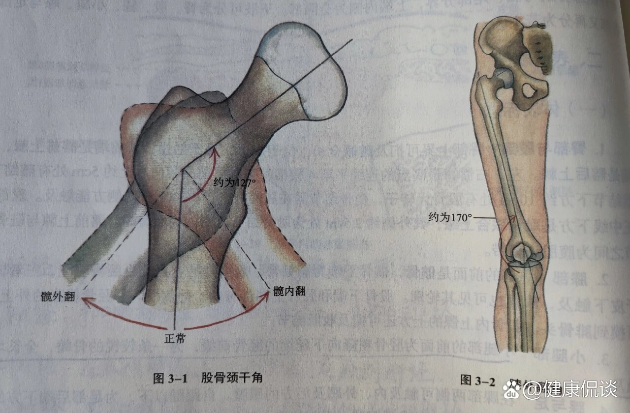 股骨颈和股骨体长轴之间形成的内向的夹角为颈干角