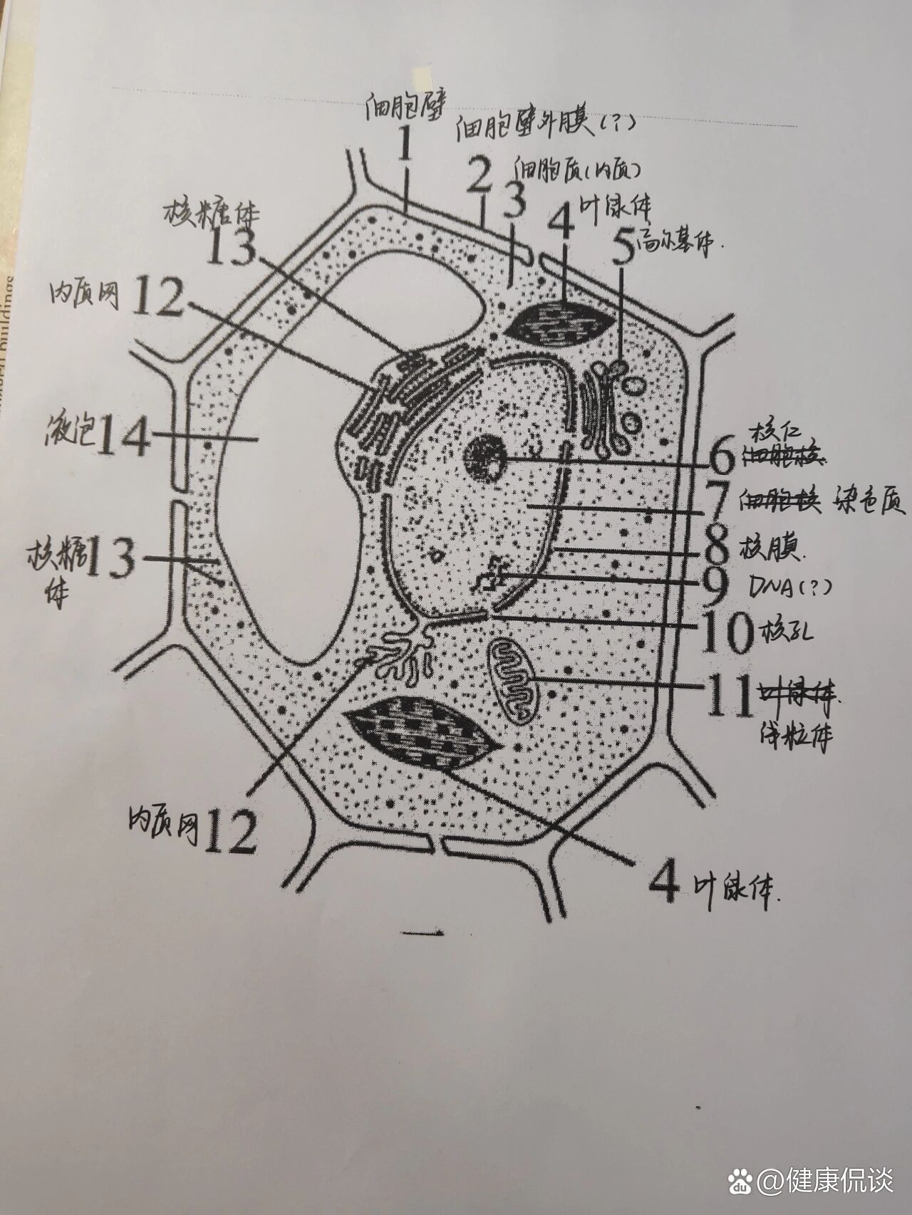 八大细胞器简笔画图片