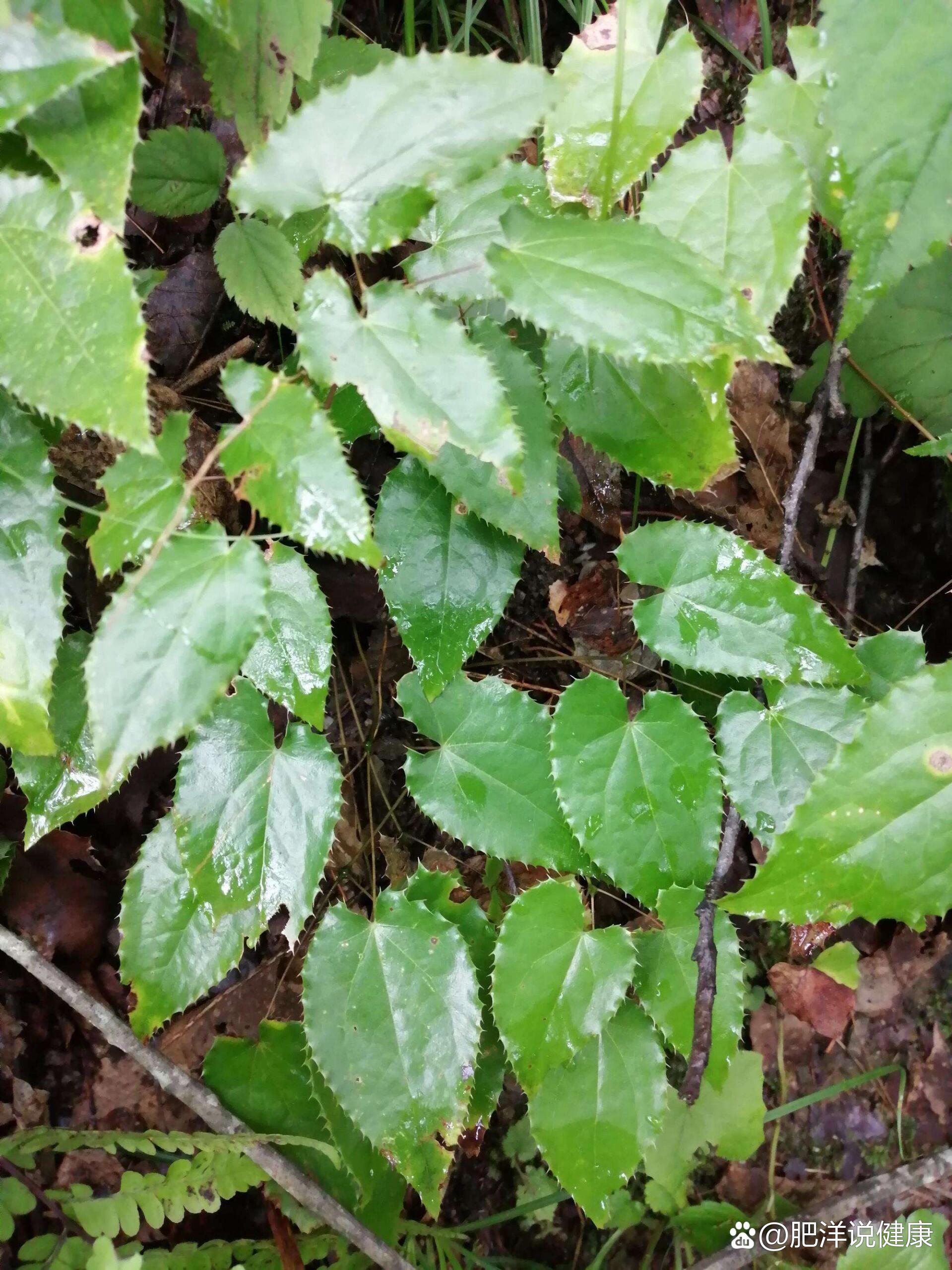 淫羊藿,一种神奇的草本植物