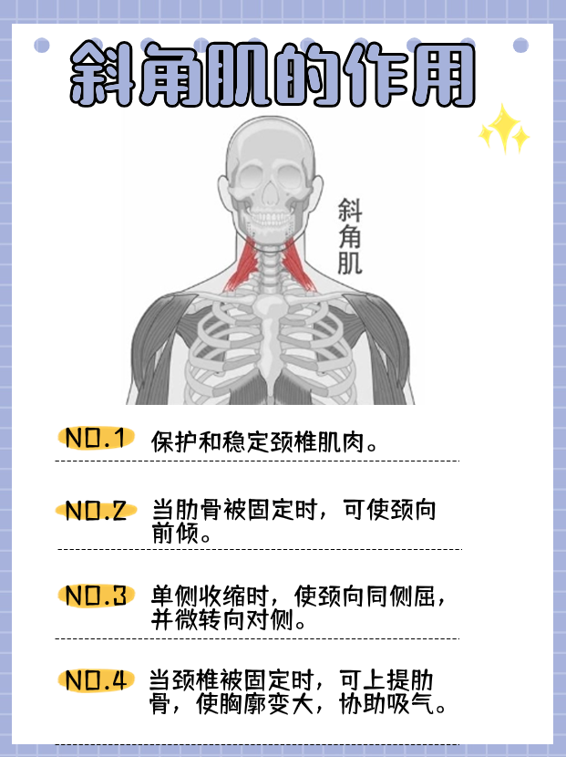 斜角肌位置图图片