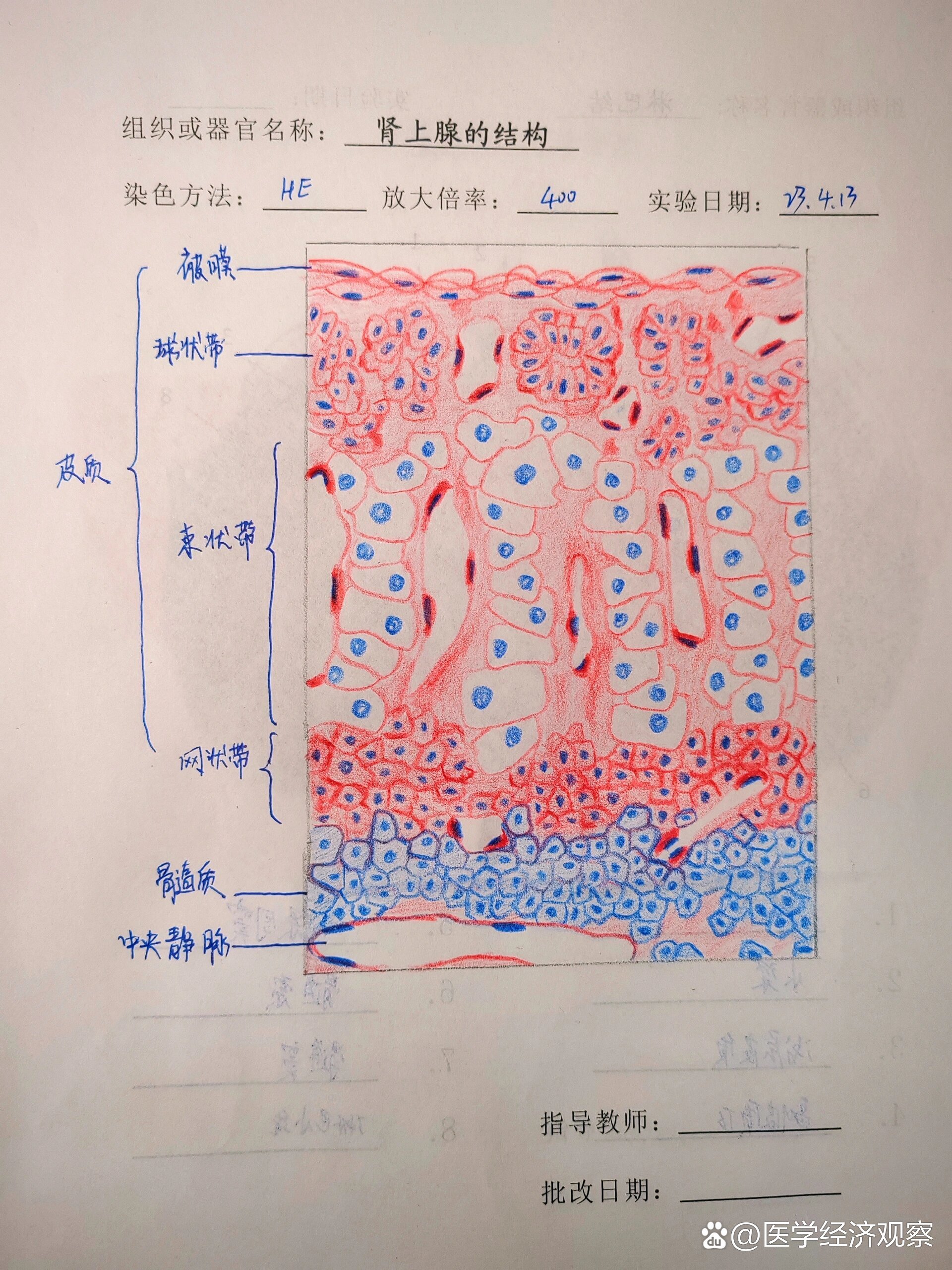 肾上腺结构红蓝铅笔绘图