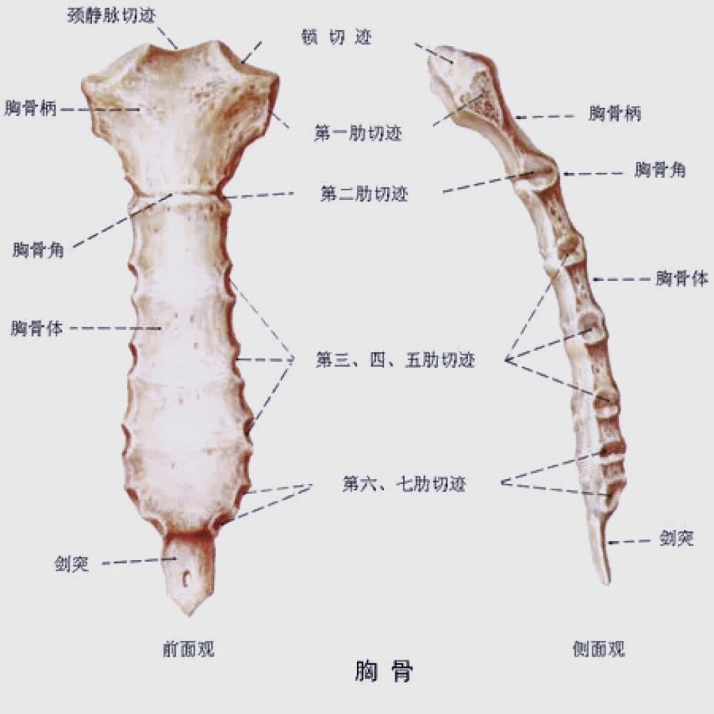 99骨性标志体表定位