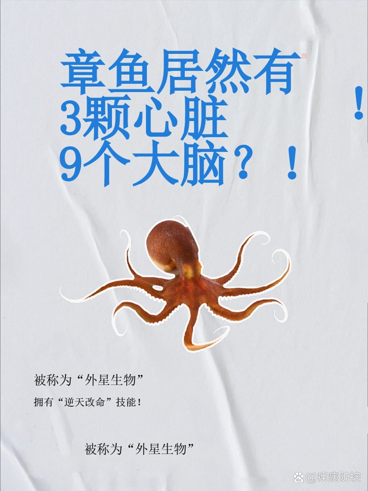 海鲜小宝典|章鱼居然有3颗心脏,9个大脑?