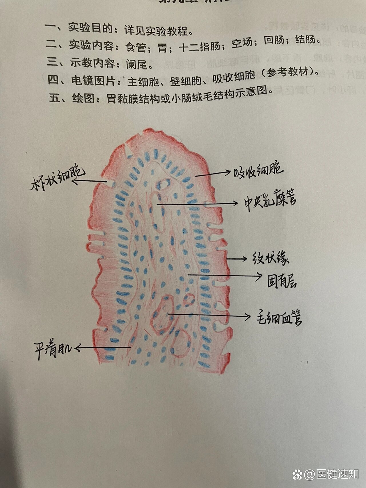 组胚作业肠绒毛