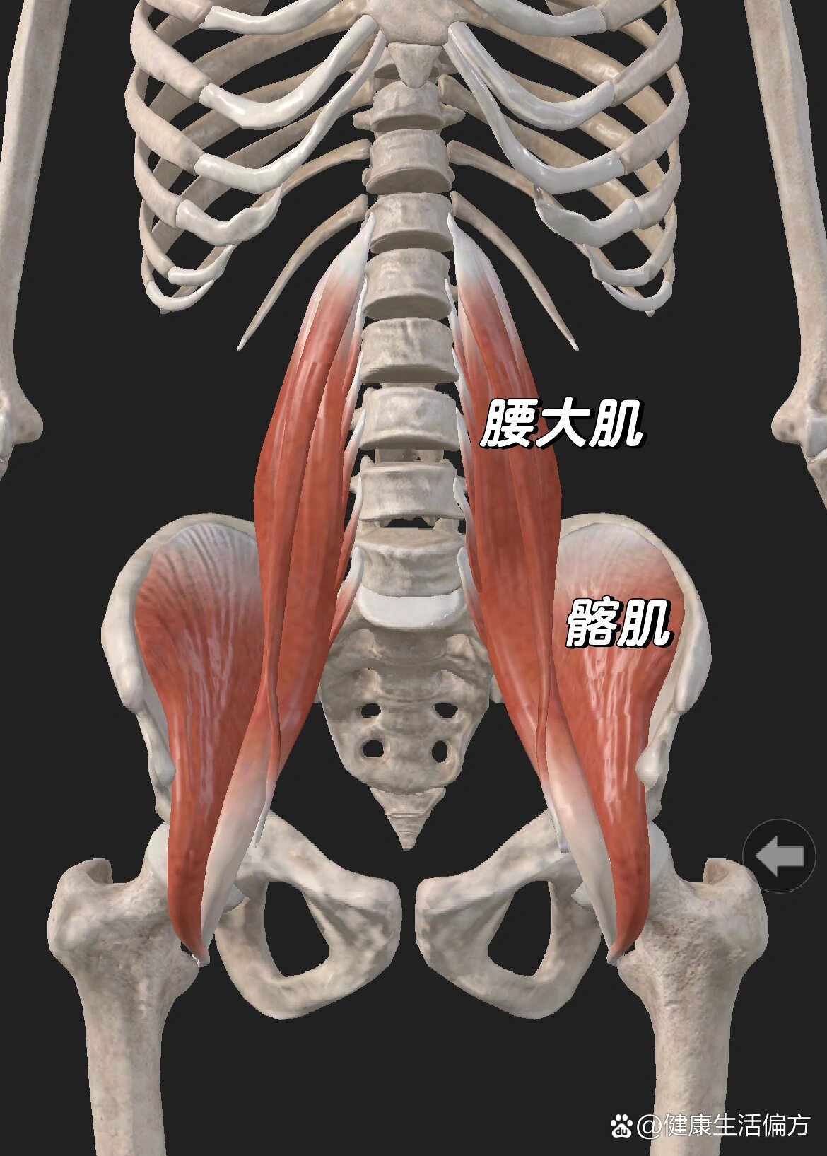 髂腰肌的起止点解剖图图片