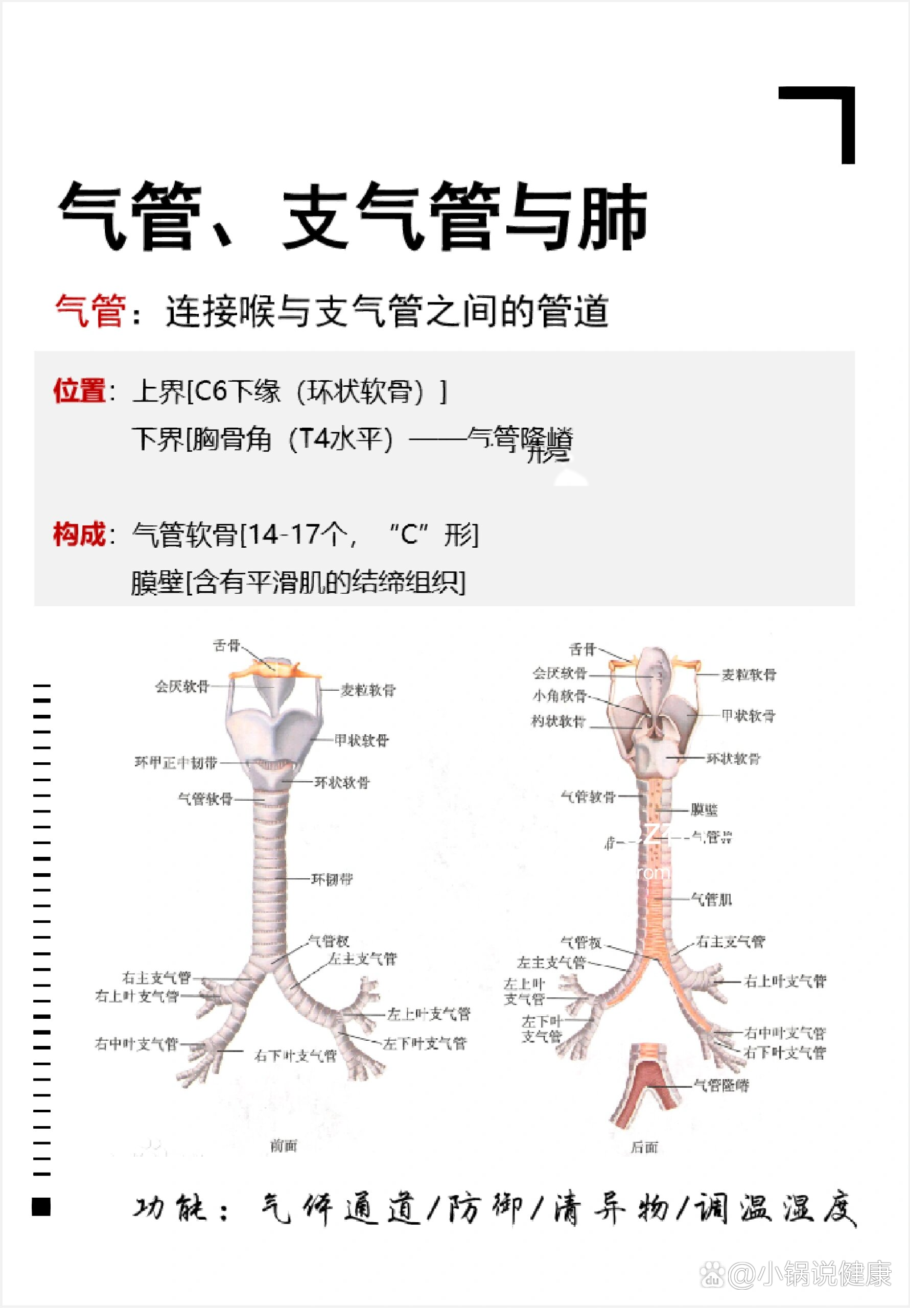 肺支气管结构图片