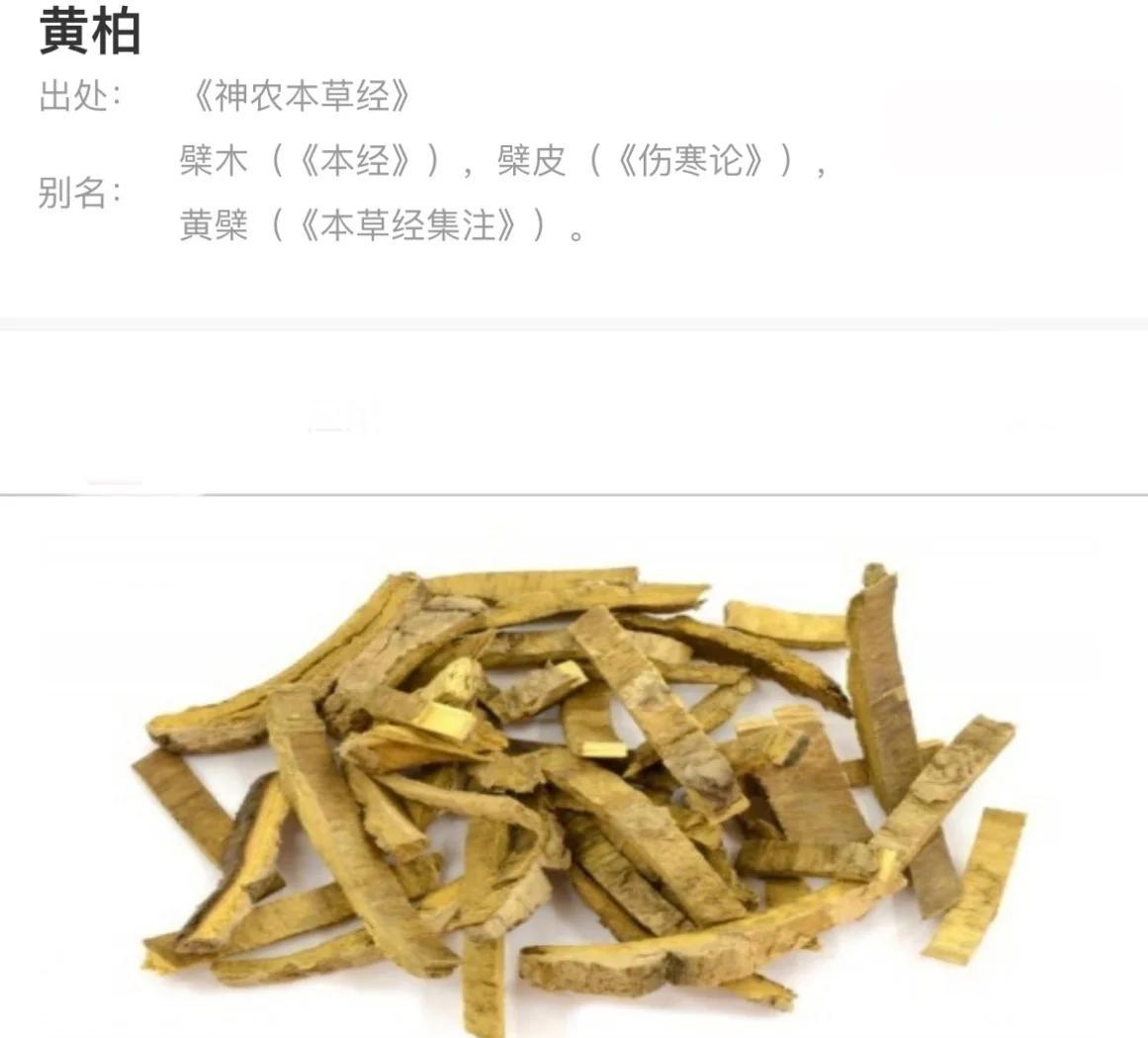 黄柏的神奇功效与炮制方法详解