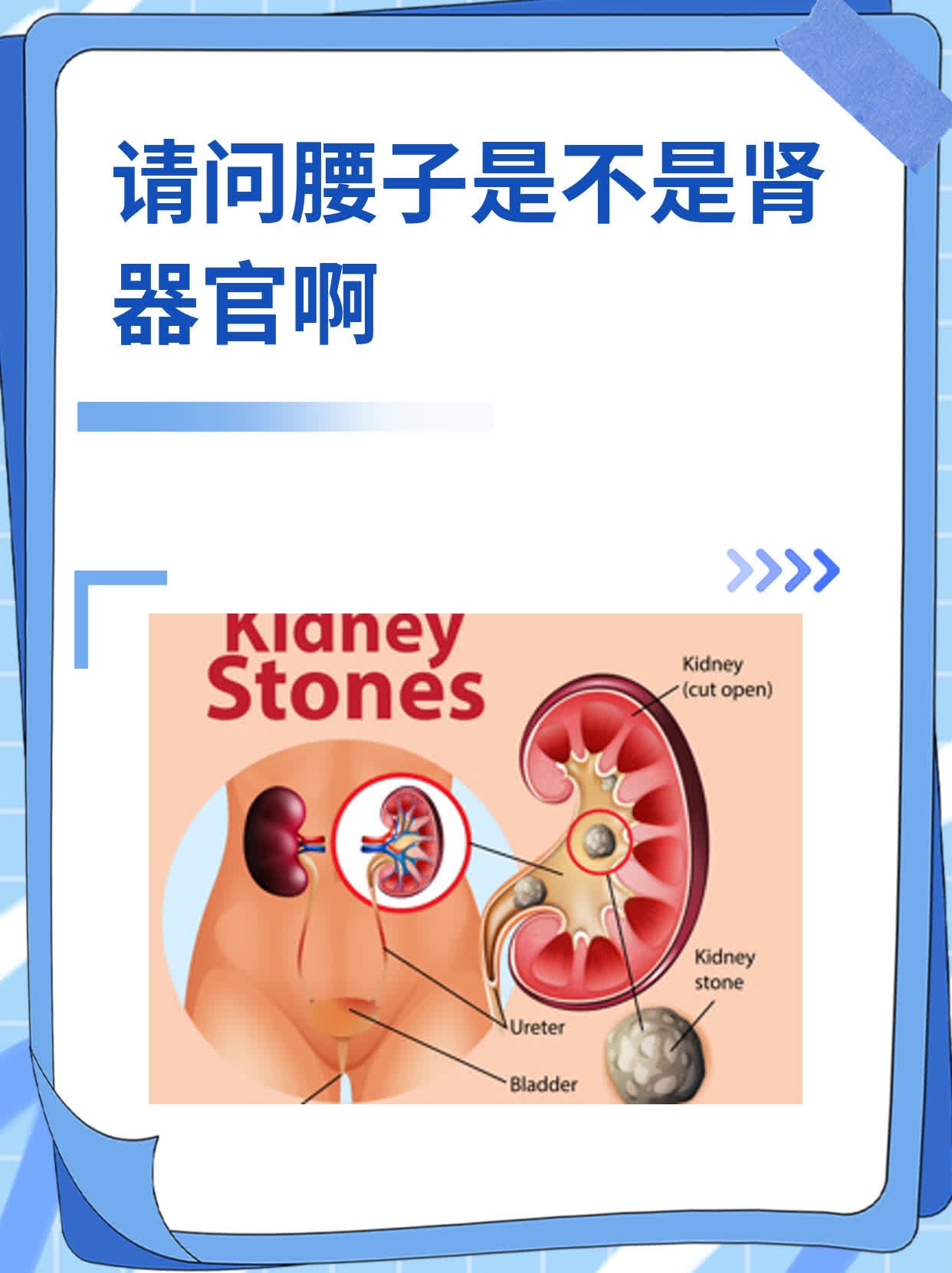 请问腰子是不是肾器官啊