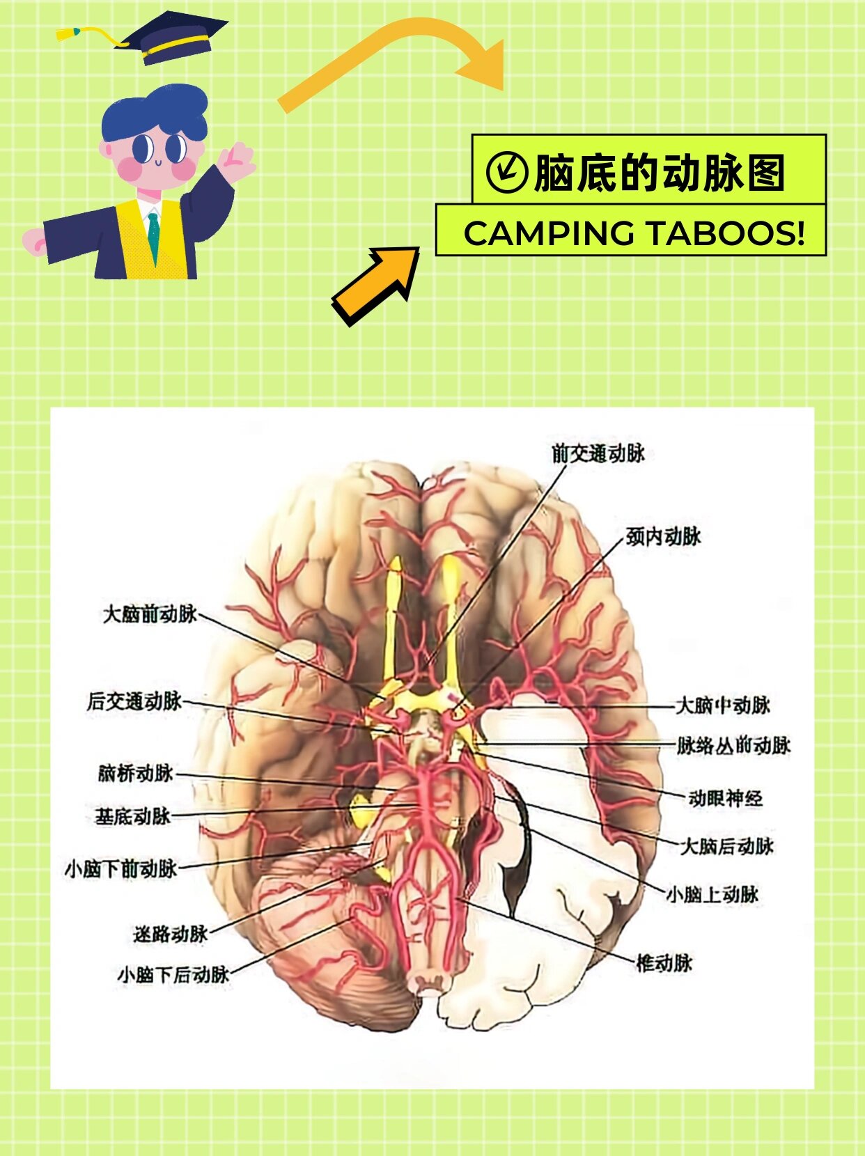 大脑血管环图片