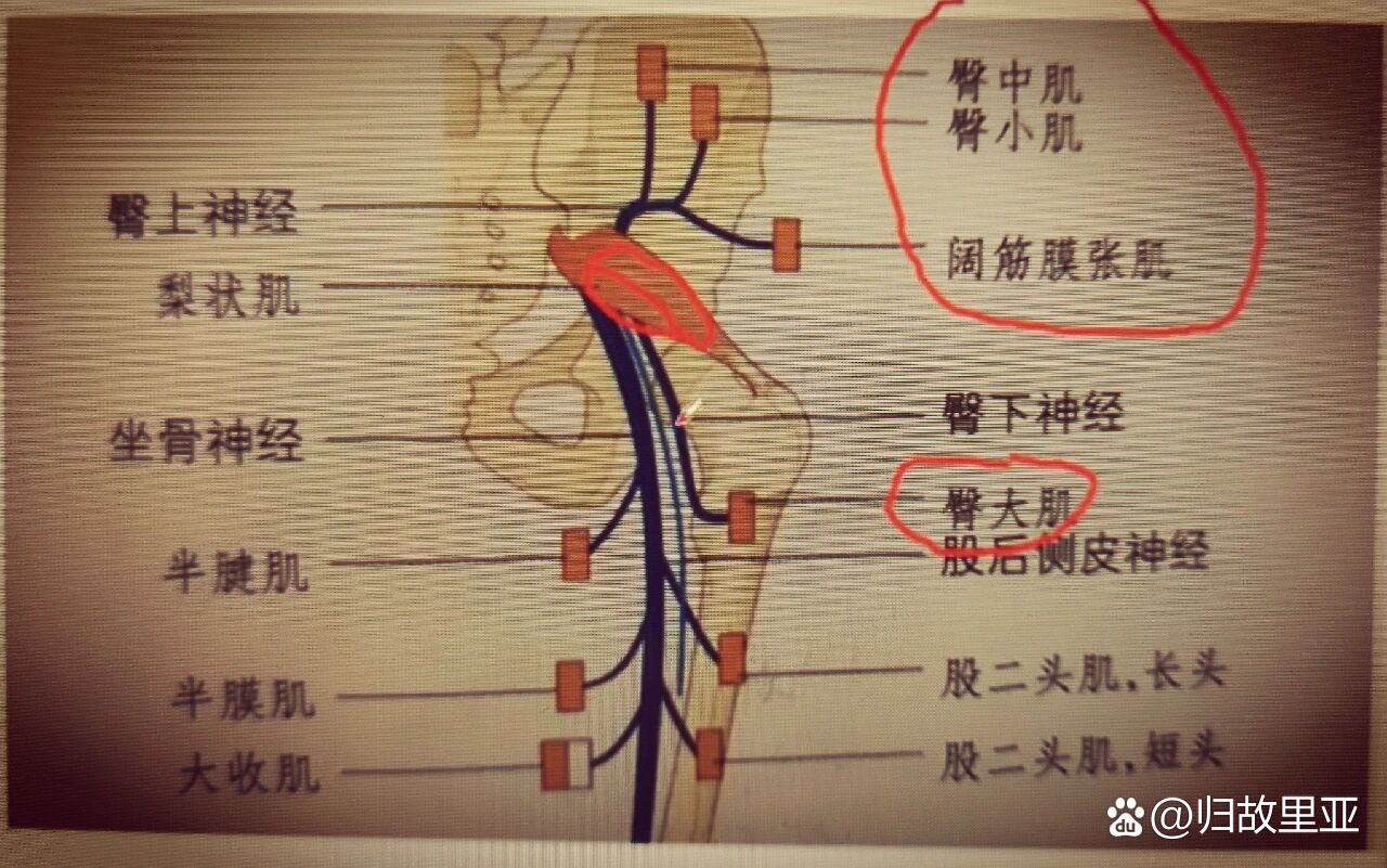 臀神经