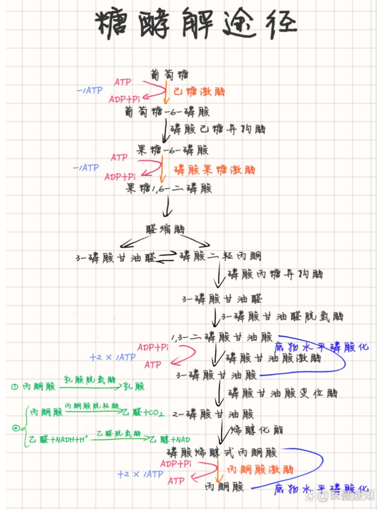 【每日思维导图】糖酵解途径