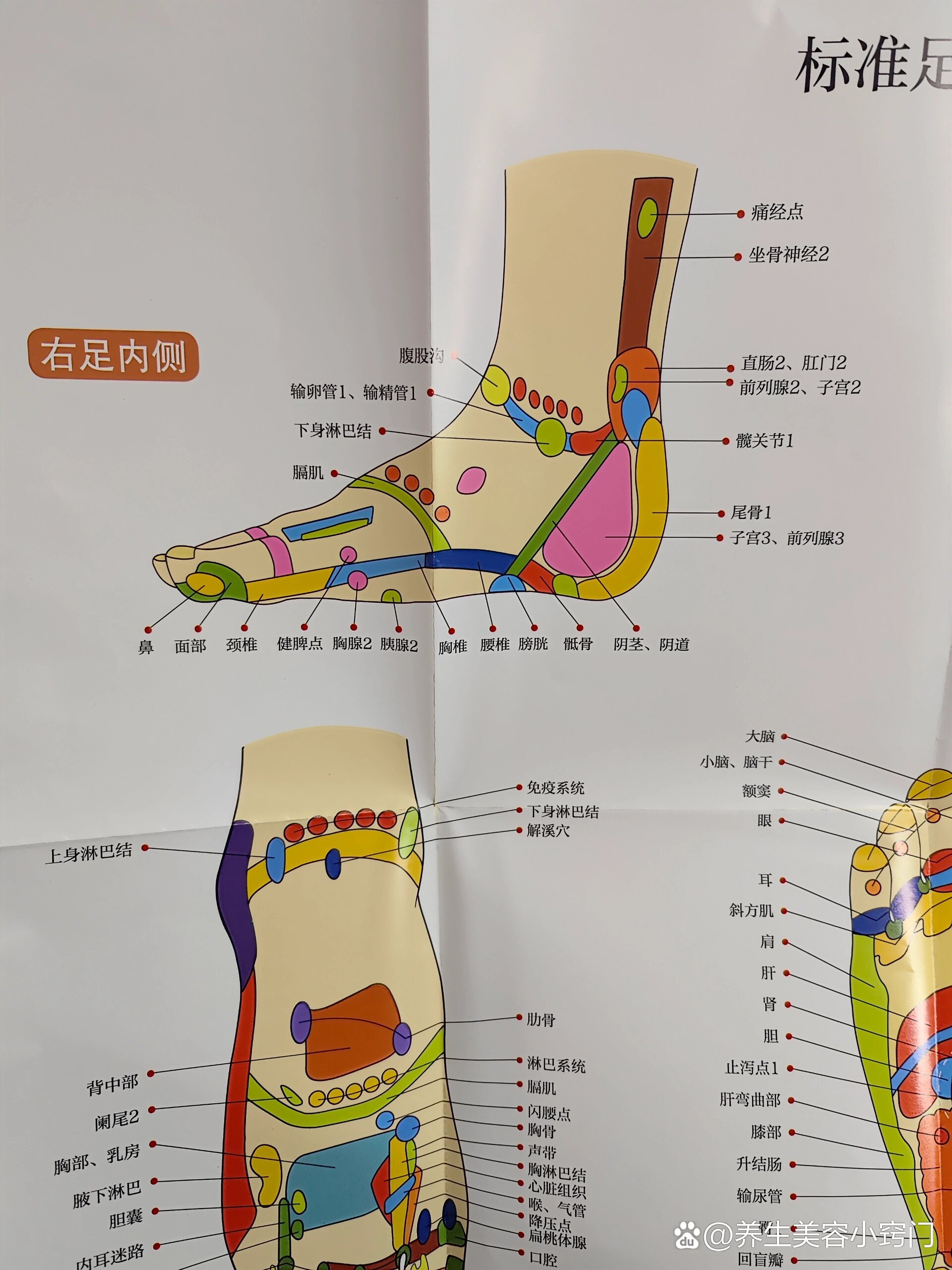 脚上不同的穴位对应身体不同部位