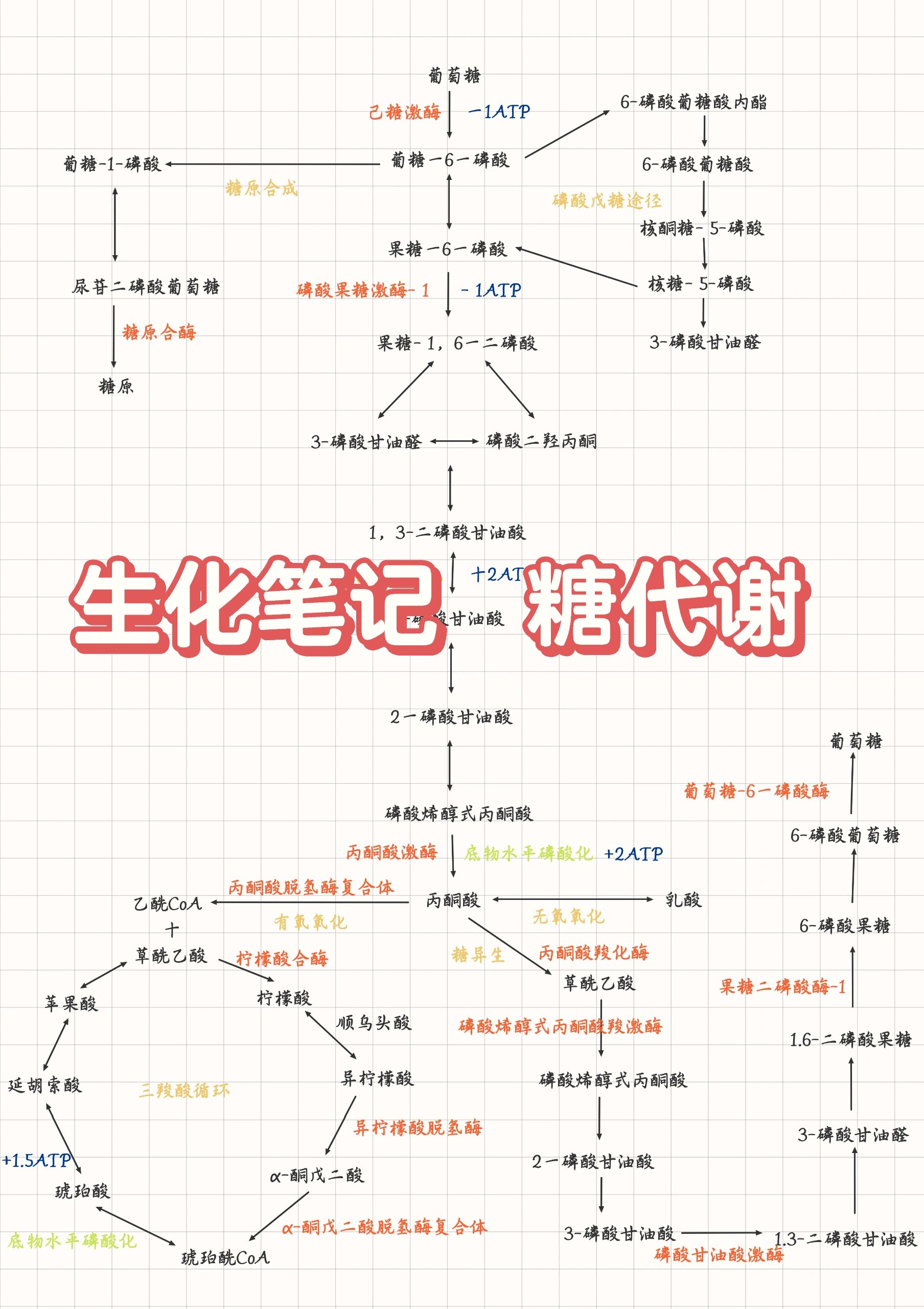 p 生物化学 糖代谢笔记 br 糖酵解  br 三羧酸循环  br 磷酸戊糖途径